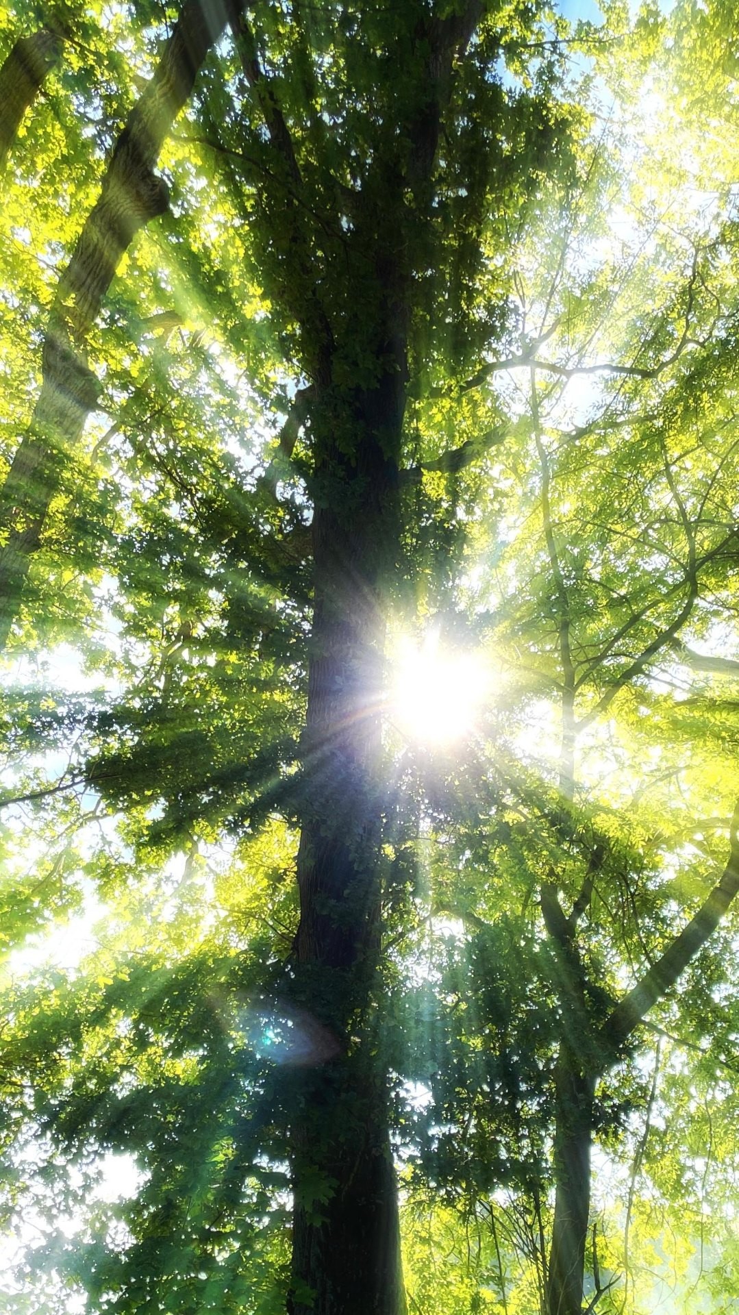 Sonnenlicht durch grüne Blätter