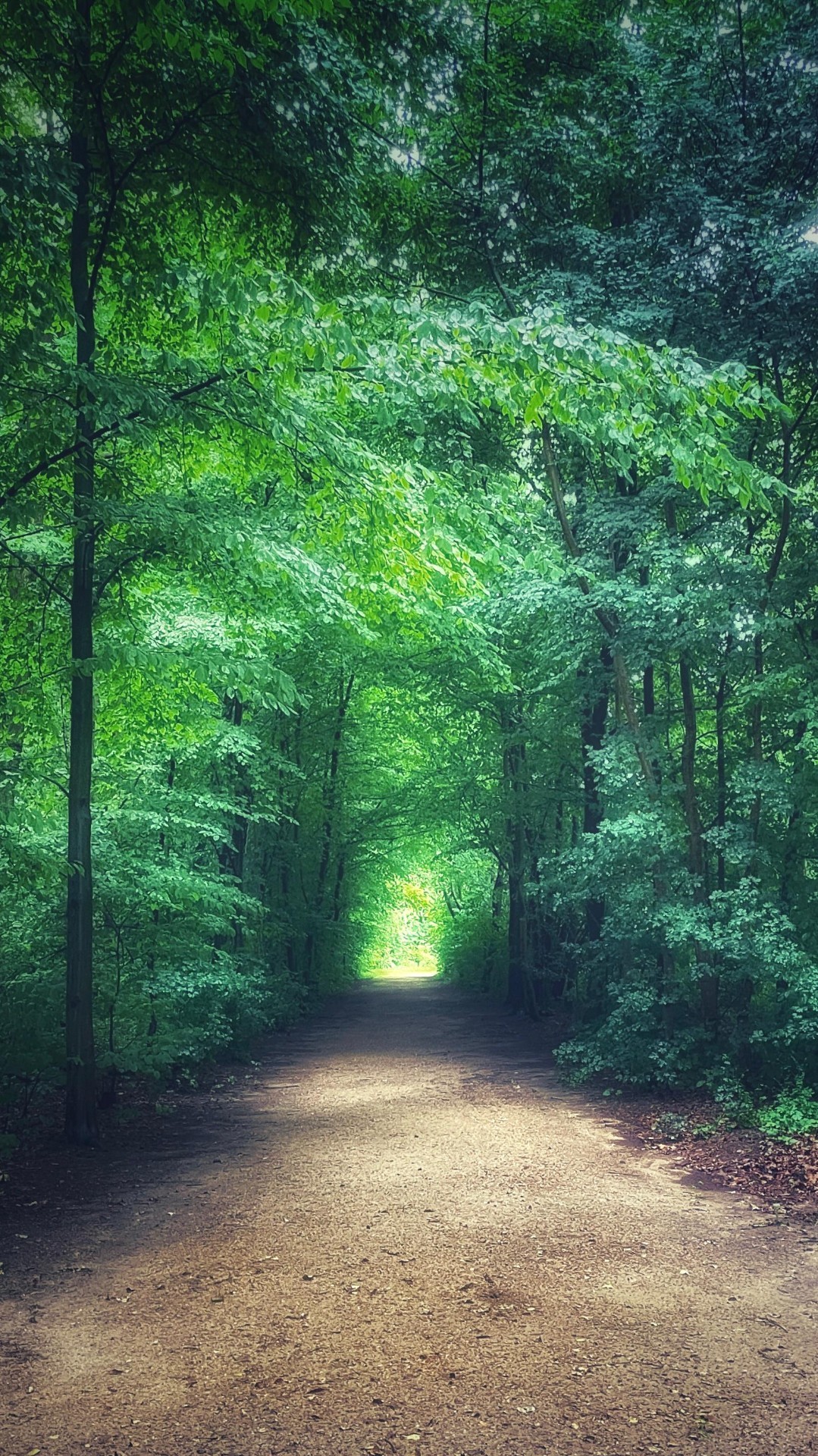 Waldweg im warmen Licht
