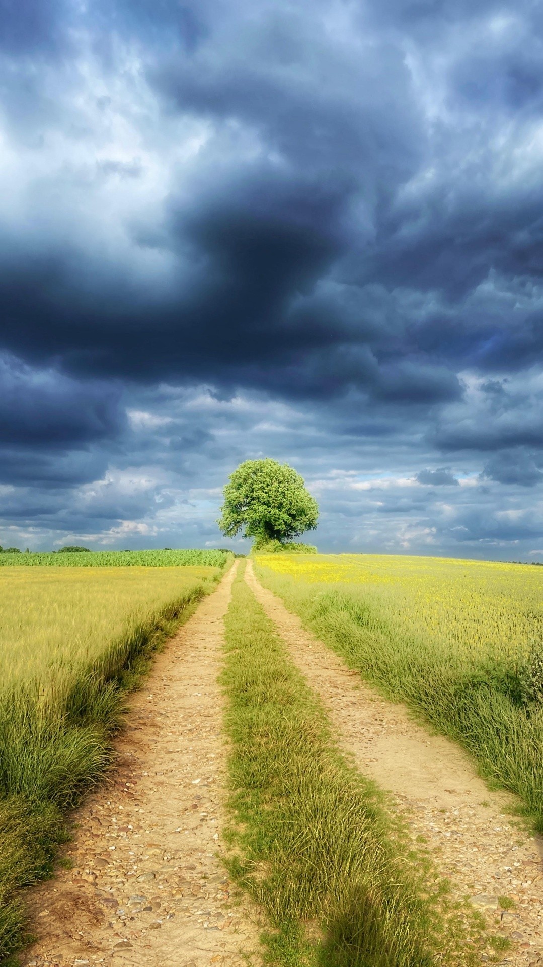 Sonniger Weg durch den Wald mit Baum